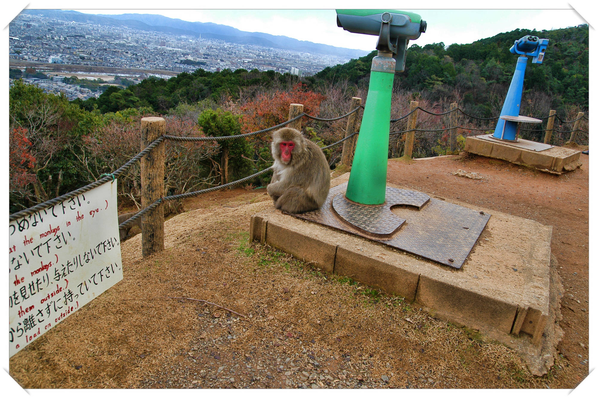 Monkey Park,  Kyoto