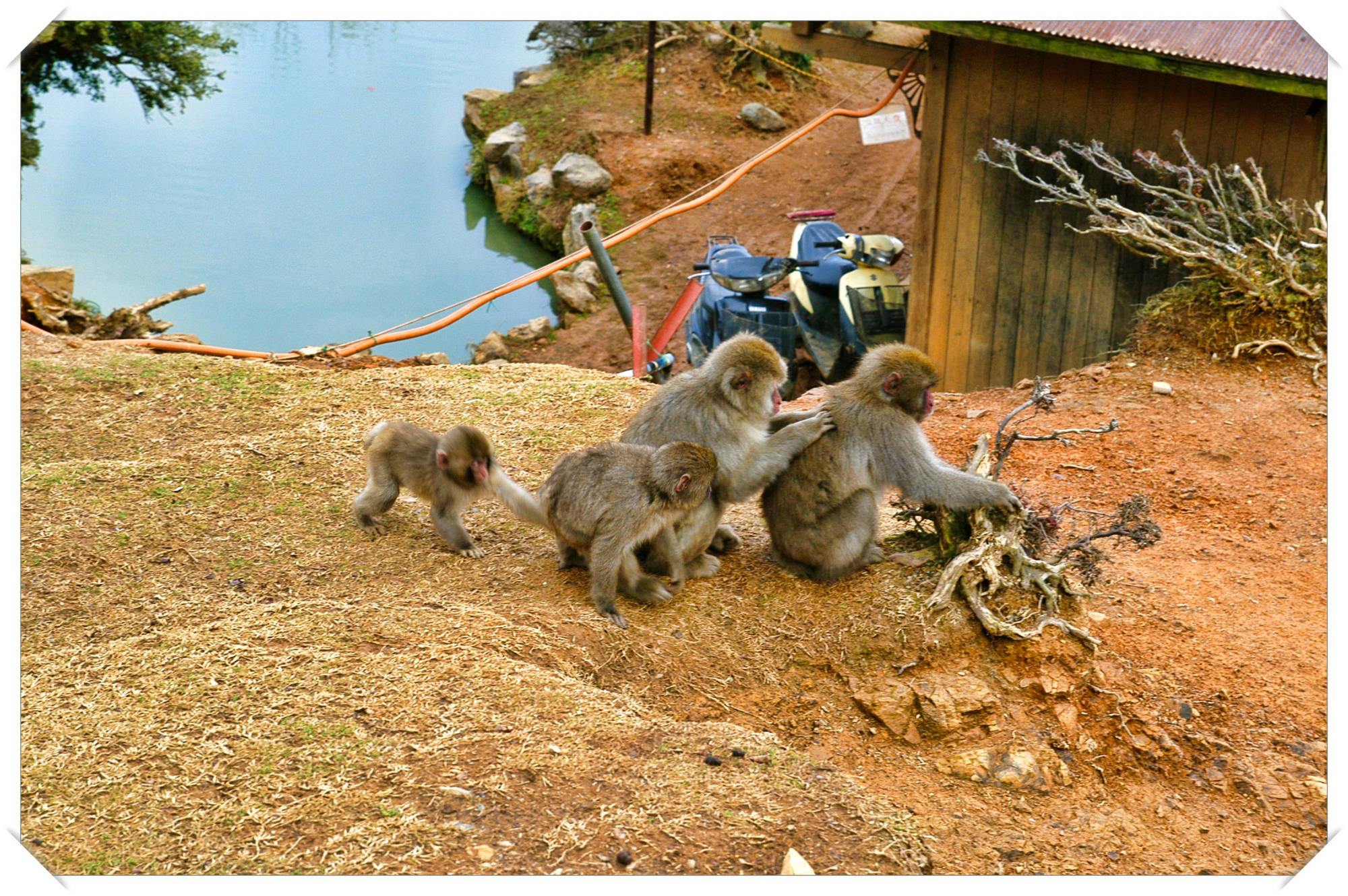 Monkey Park,  Kyoto