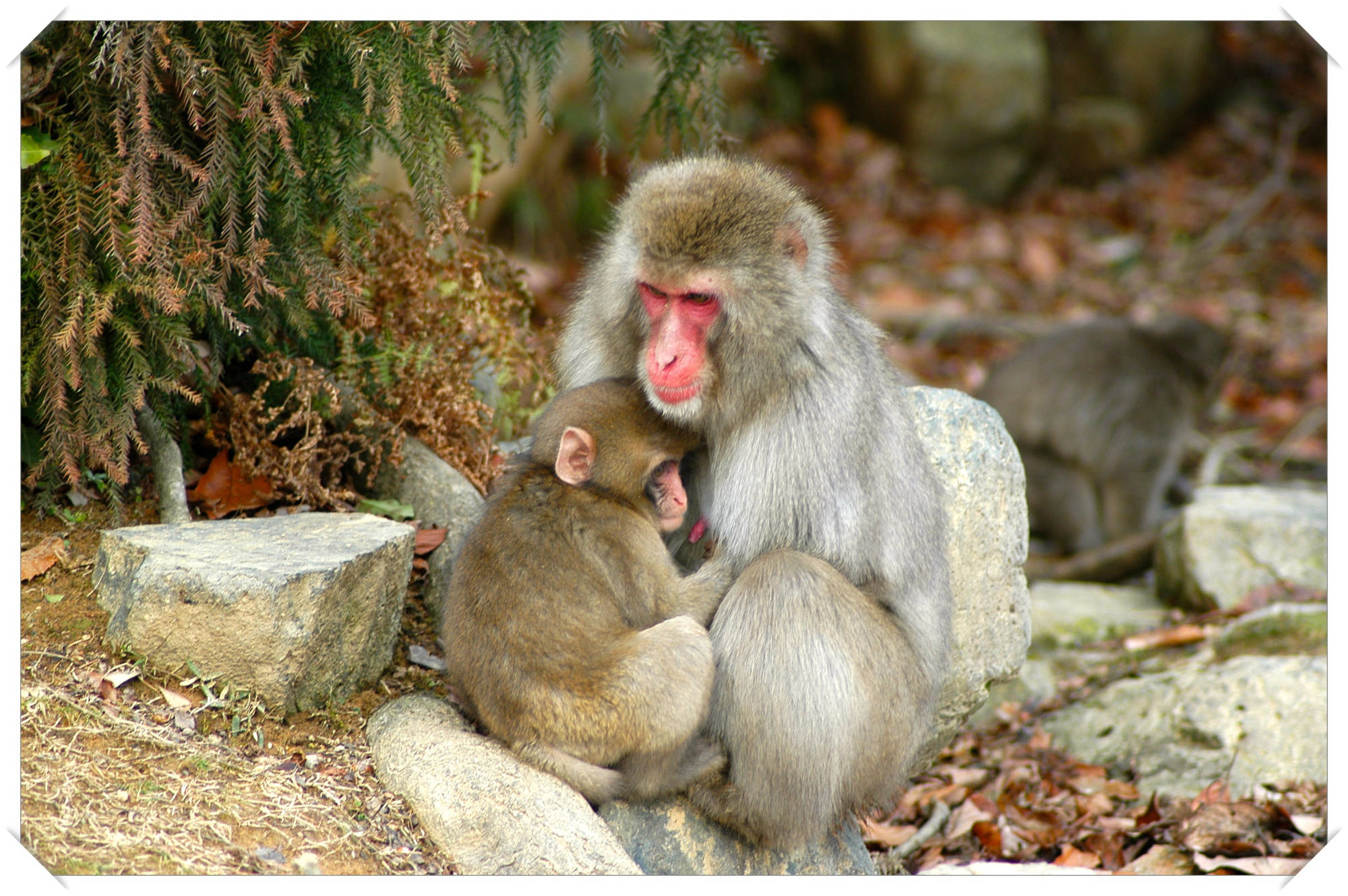 Monkey Park,  Kyoto