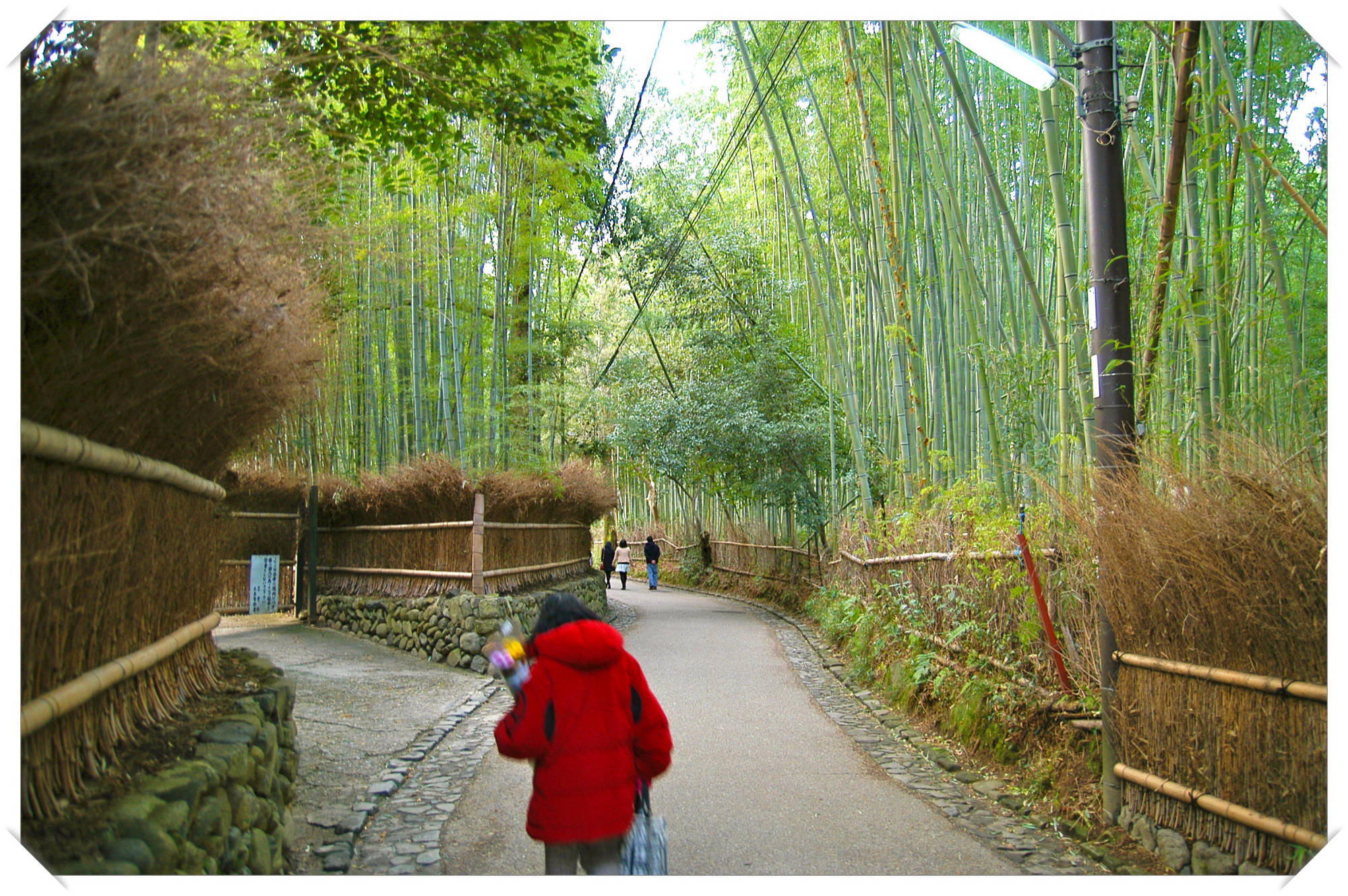 Bamboo grove, Arashiyama