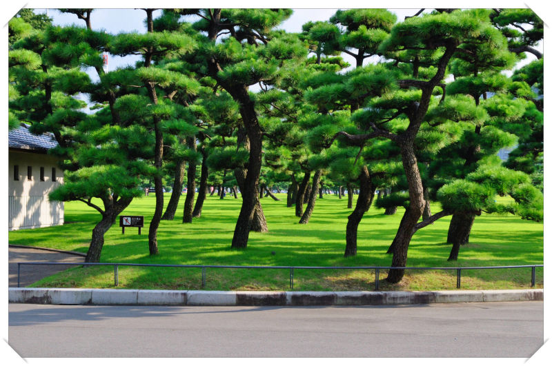 Imperial Palace, Tokyo