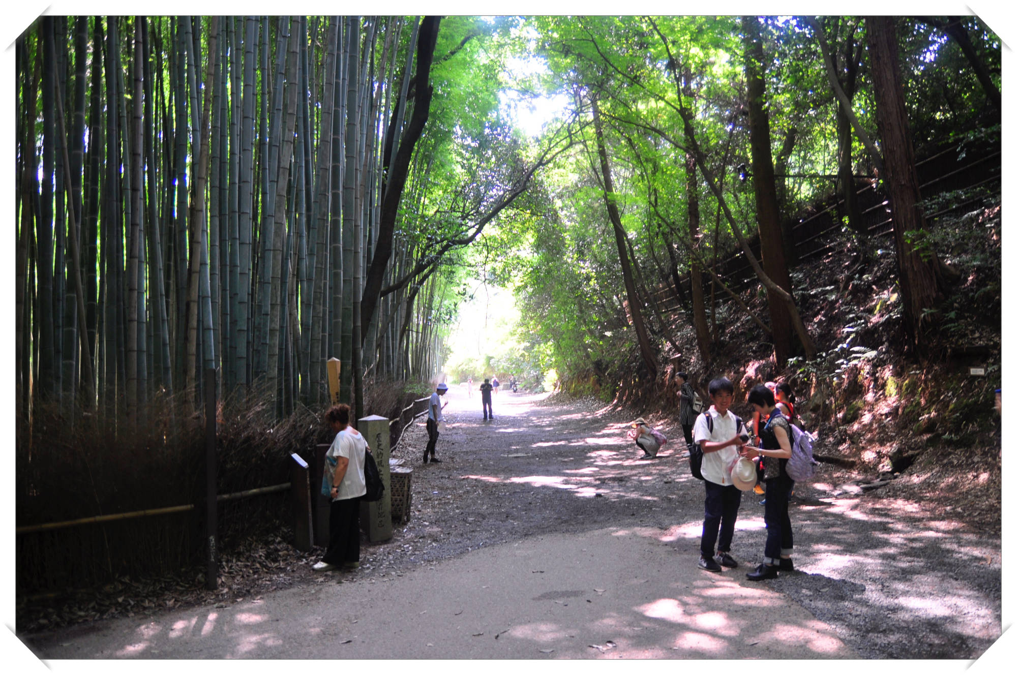 Bamboo grove, Arashiyama