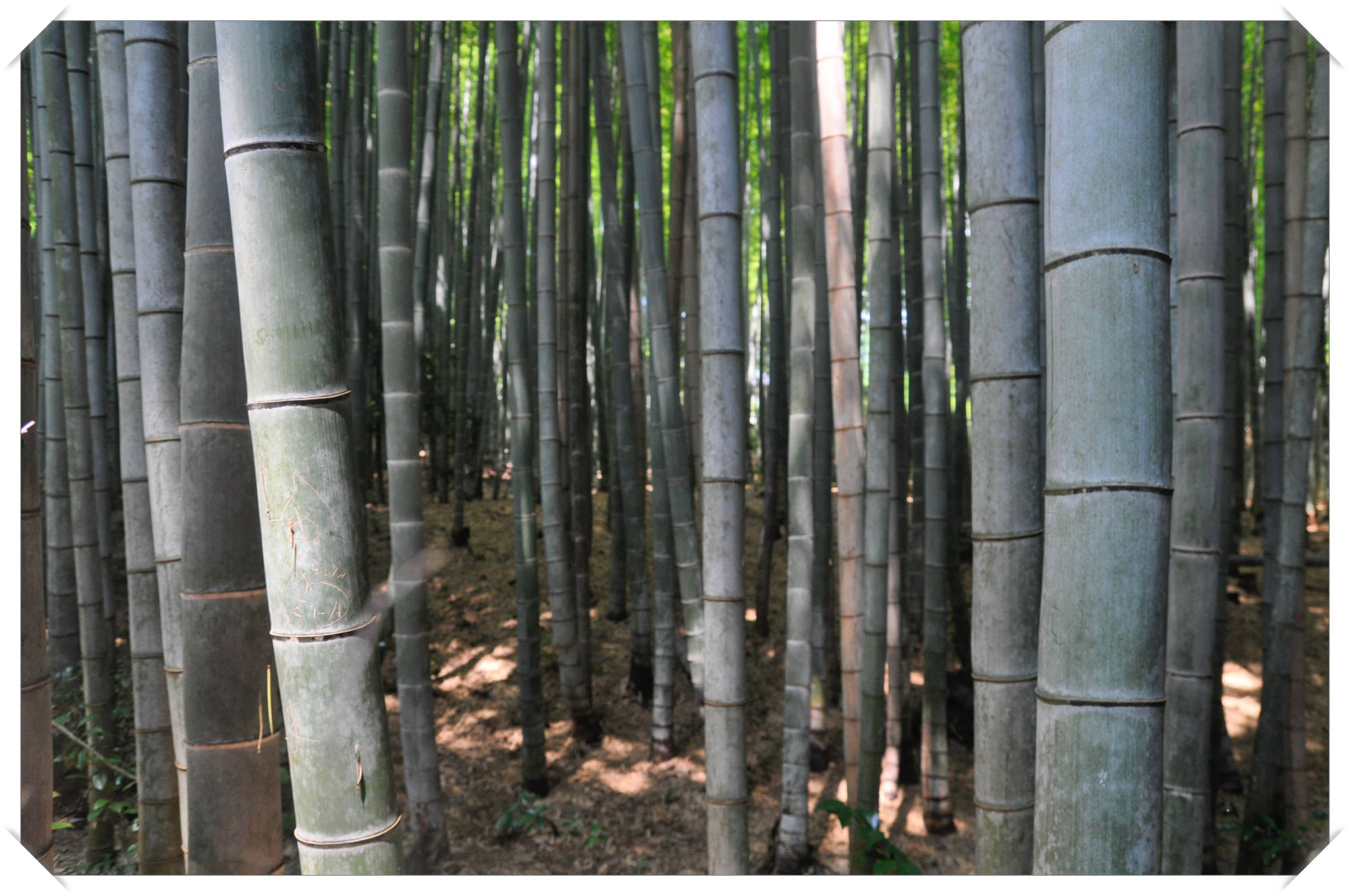 Bamboo grove, Arashiyama