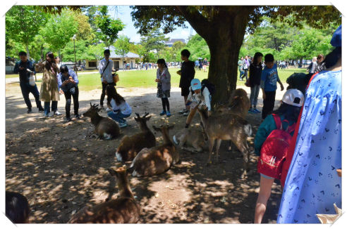 Nara Park, Nara