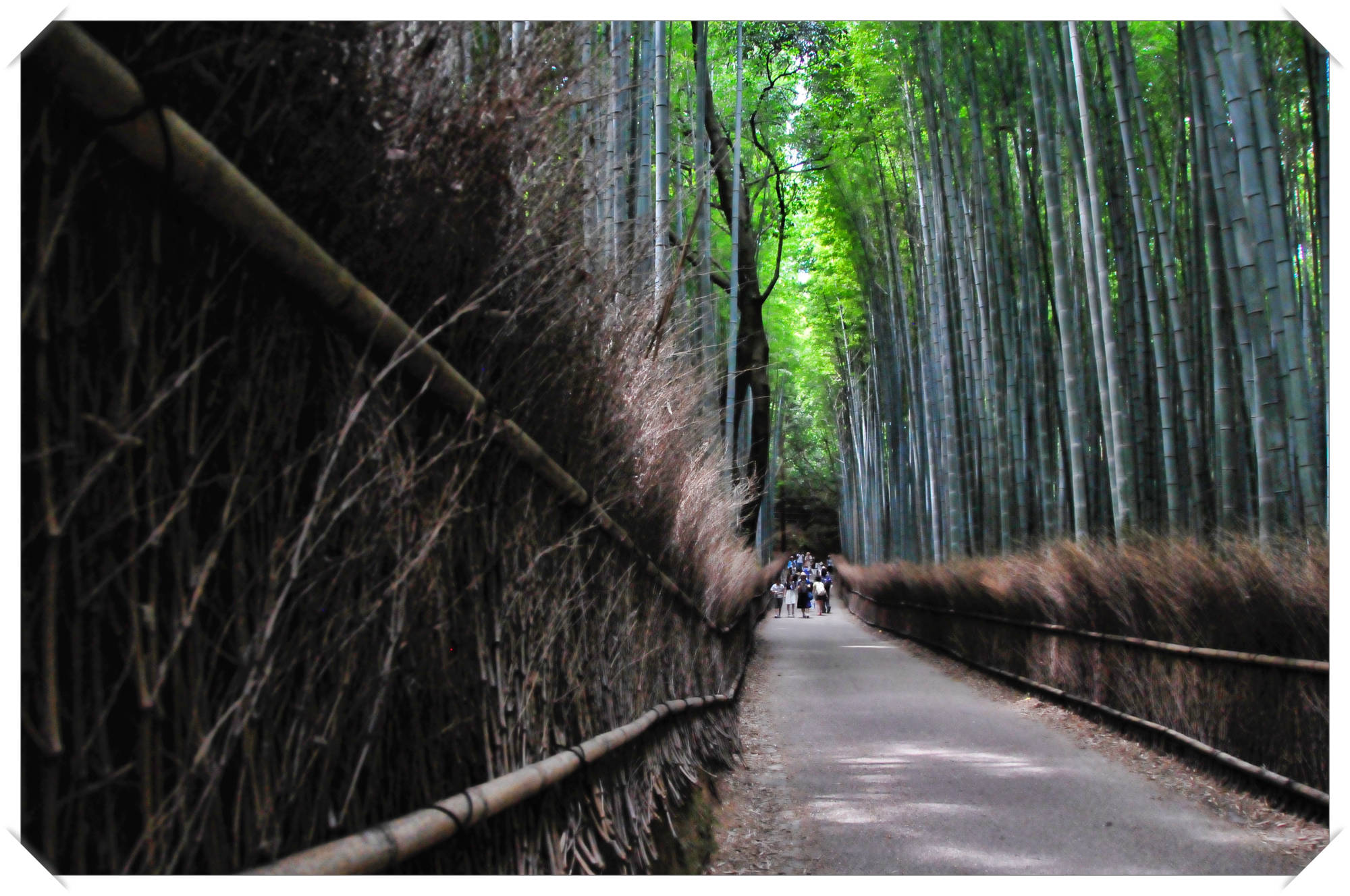 Bamboo grove, Arashiyama