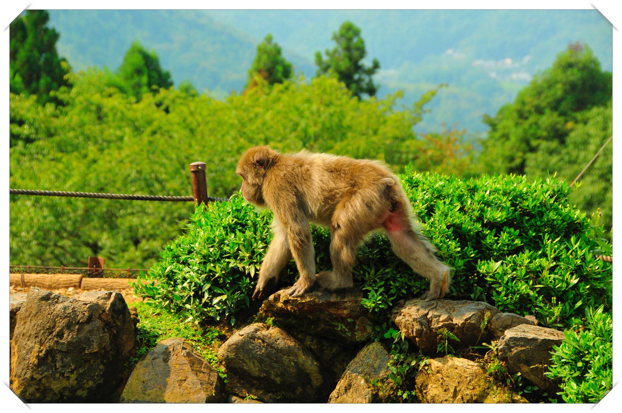 Monkey Park,  Kyoto